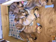 bullmastiff puppy posted by fmacmaster