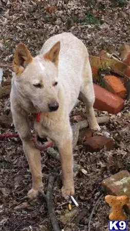 Australian Cattle Dog stud dog