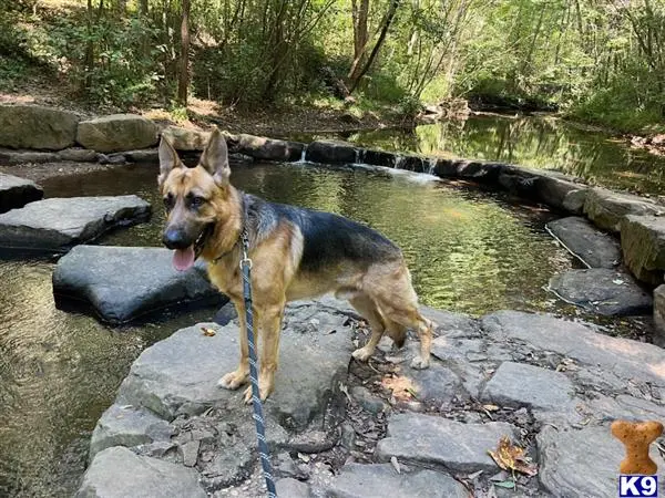 German Shepherd stud dog