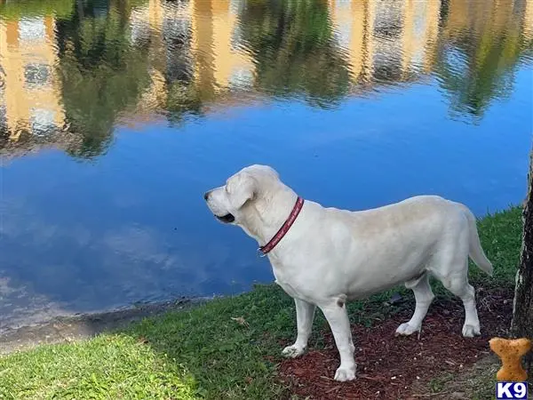 Labrador Retriever stud dog