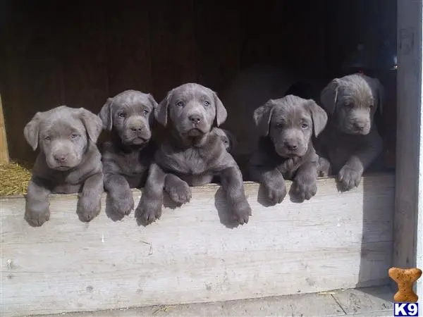 Labrador Retriever puppy for sale