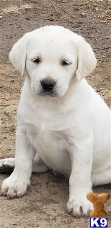 Labrador Retriever puppy for sale