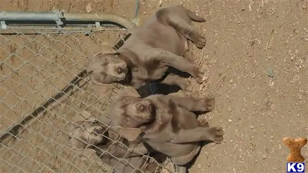 Labrador Retriever puppy for sale