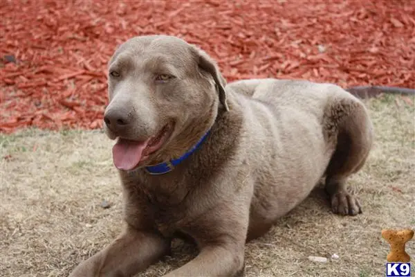 Labrador Retriever puppy for sale