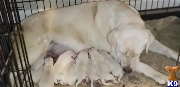 Labrador Retriever puppy for sale