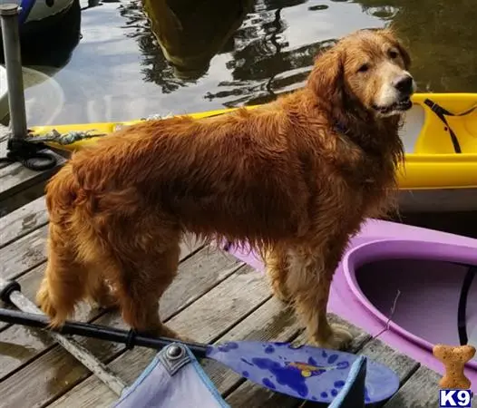 Golden Retriever stud dog