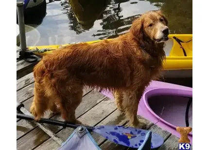 Golden Retriever