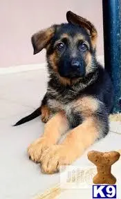 German Shepherd puppy for sale