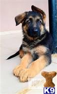 german shepherd puppy posted by fonesty
