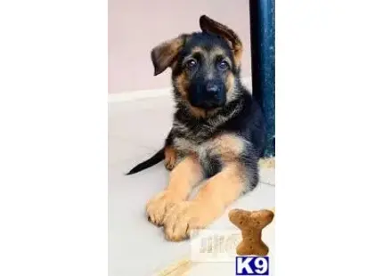 German Shepherd