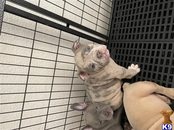 American Bully puppy for sale