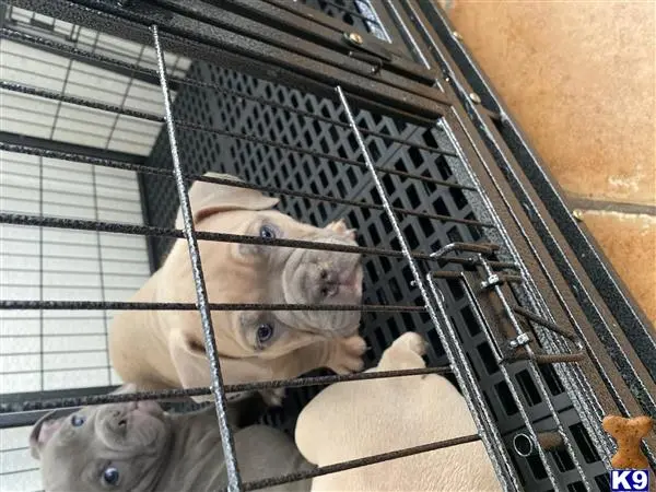 American Bully puppy for sale