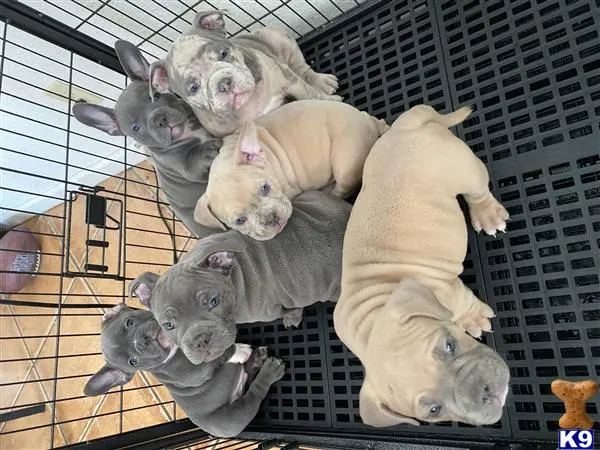 American Bully puppy for sale