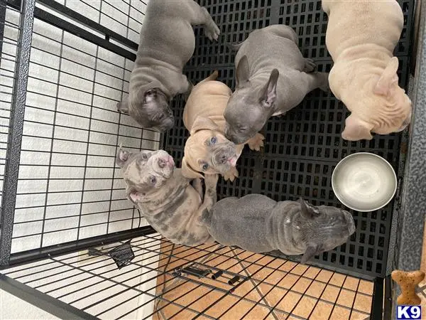 American Bully puppy for sale