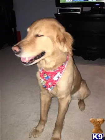 Golden Retriever stud dog