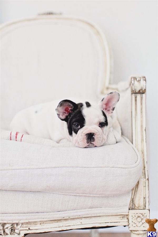 French Bulldog