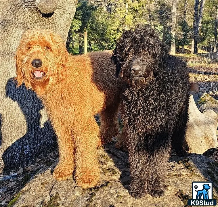 Goldendoodles stud dog: two goldendoodles dogs sitting on a rock