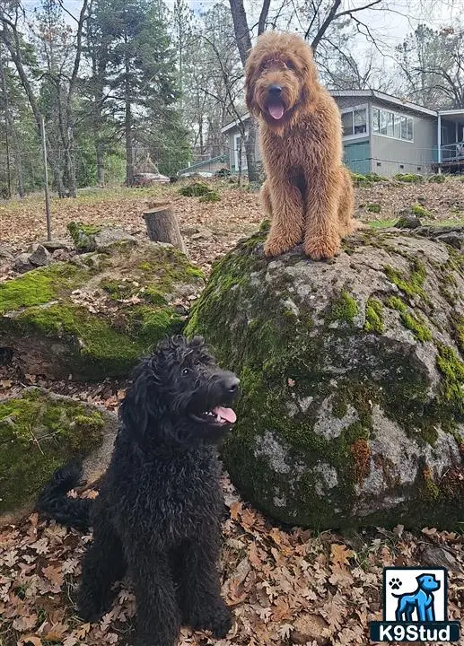 Goldendoodles stud dog: a goldendoodles dog sitting on a rock