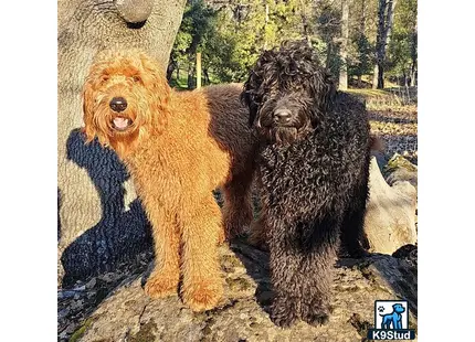Goldendoodles stud dog: two goldendoodles dogs sitting on a rock