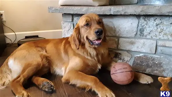 Golden Retriever stud dog