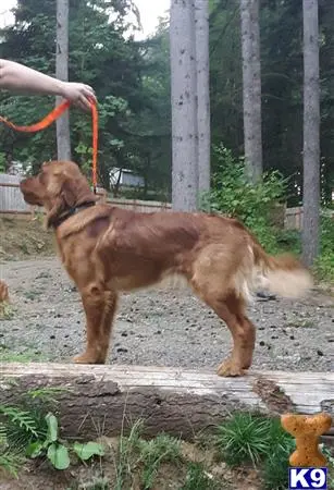 Golden Retriever stud dog