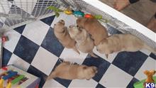 golden retriever puppy posted by forestviewfarm