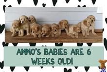 golden retriever puppy posted by forestviewfarm