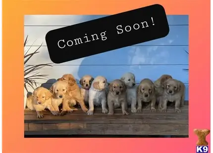 Fall puppies coming soon available Golden Retriever puppy located in Banks