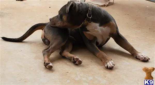 American Bully stud dog