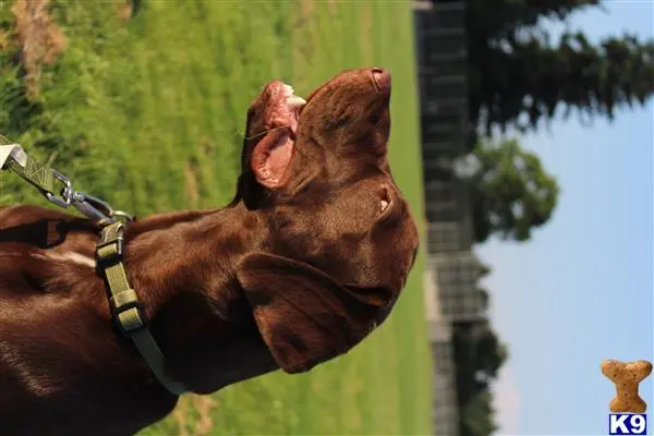 Labrador Retriever stud dog