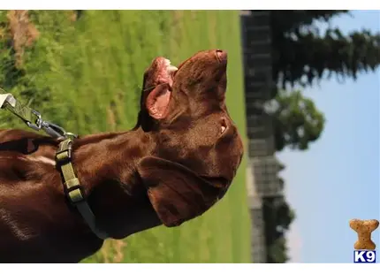 Labrador Retriever