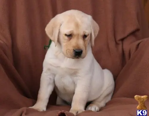 Labrador Retriever puppy for sale