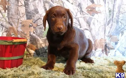 Labrador Retriever puppy for sale