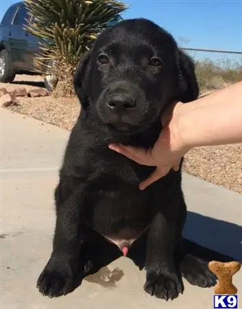 Labrador Retriever puppy for sale