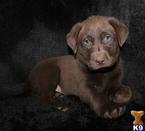 Labrador Retriever puppy for sale