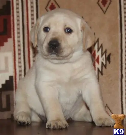 Labrador Retriever puppy for sale