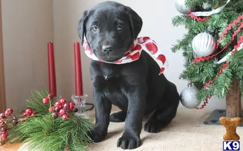 Labrador Retriever