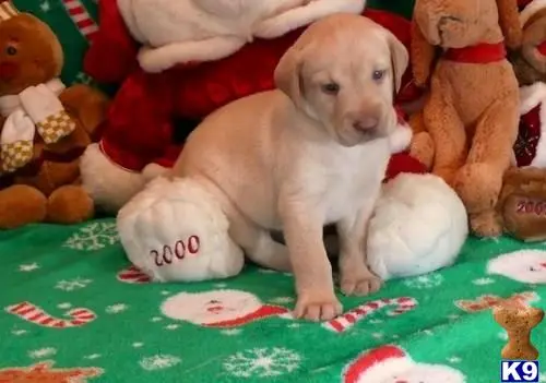 Labrador Retriever puppy for sale