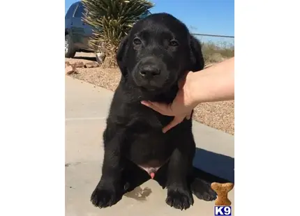 Labrador Retriever