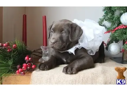 Labrador Retriever