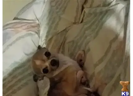 Chihuahua