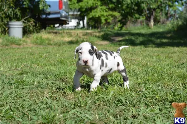 Great Dane puppy for sale