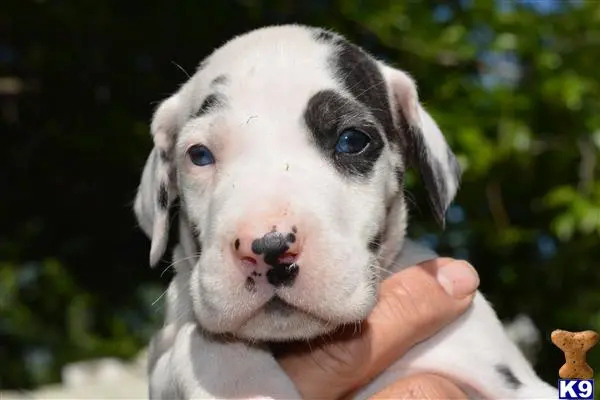 Great Dane puppy for sale