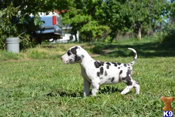 Great Dane puppy for sale