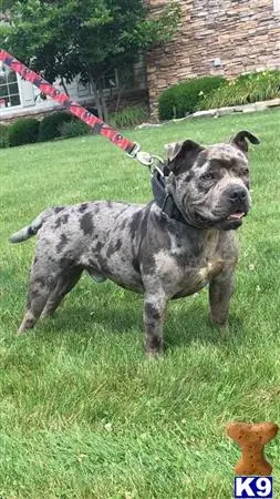 American Bully stud dog