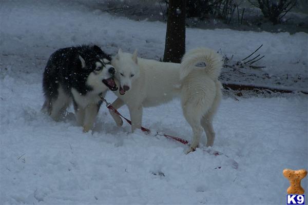 Siberian Husky stud dog