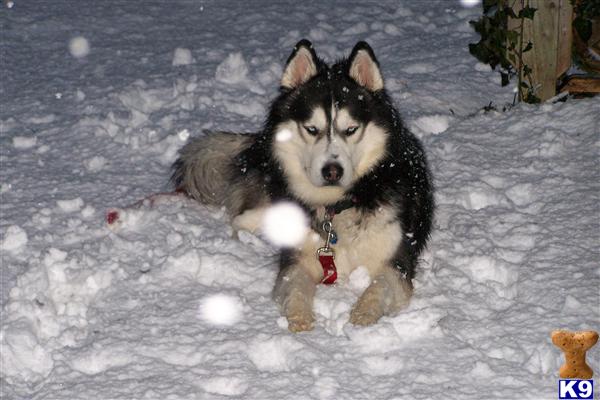 Siberian Husky stud dog