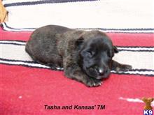 dutch shepherd puppy posted by fourbardkennels