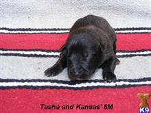 dutch shepherd puppy posted by fourbardkennels