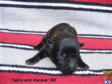 dutch shepherd puppy posted by fourbardkennels